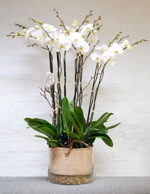 modern orchid planter