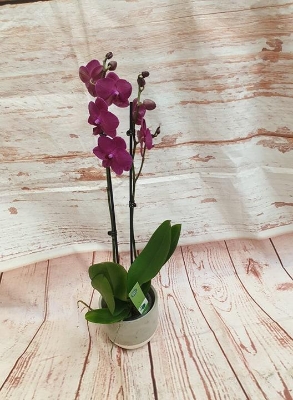 orchid plant