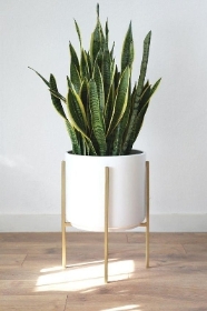 modern indoor plant